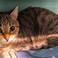 ETOILE, chatte à adopter