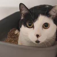 LALY, chat à adopter
