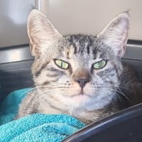 ANASTASIA, chatte à adopter