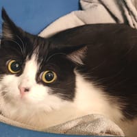 PLUME, chatte à adopter