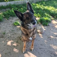 BLACK, chien à adopter