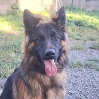 HACHY, chien à adopter