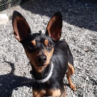Pingo, chien à adopter
