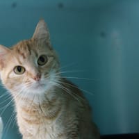 ZINA, chatte à adopter