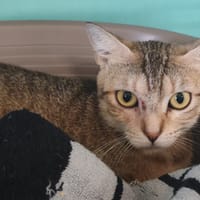 SAFRAN, chatte à adopter