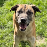 Pinocchio CAA15162, chien à adopter