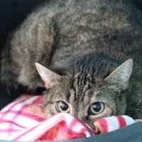 MIEL, chatte à adopter