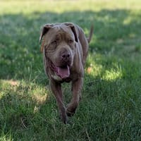 TYSON, chien à adopter