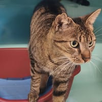 SOUKY, chat à adopter