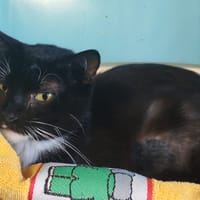 MABOUYA, chat à adopter