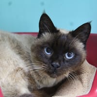 CLOCHETTE, chatte à adopter