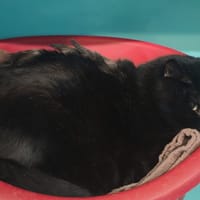 TIMAL, chat à adopter