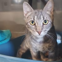 MOSKA, chat à adopter