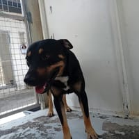 FANTASIO, chien à adopter