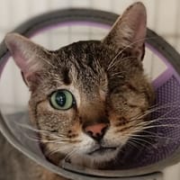 Potimarron, chat à adopter