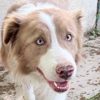 SANTA, chien à adopter