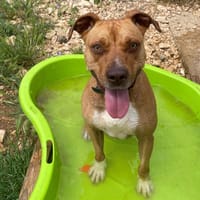 LIONNA, chienne à adopter