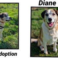 DIANE, chienne à adopter