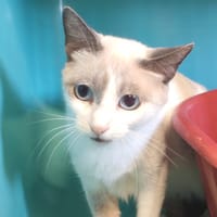 SHERRA, chatte à adopter