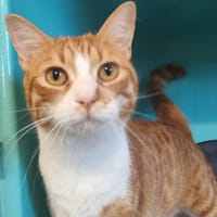 MISTEIGNE, chatte à adopter