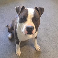 ACE ( pas sté), chien à adopter