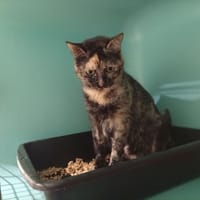 Yoon, chatte à adopter