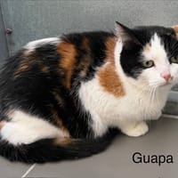 GUAPA, chatte à adopter