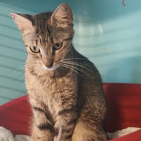 MAMA SITA, chatte à adopter