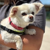 MILOU, chien à adopter