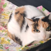 LUTINE, chatte à adopter