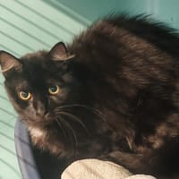 BUZZY, chat à adopter