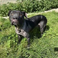 POULPY, chien à adopter