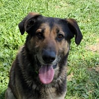 CALZONE, chien à adopter