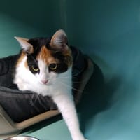 AZUR, chatte à adopter