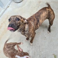 Dixie, chienne à adopter