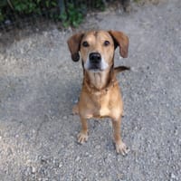 Okino, chien à adopter