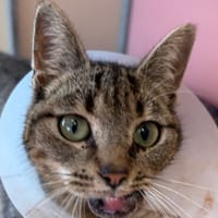 Dalgona, chatte à adopter