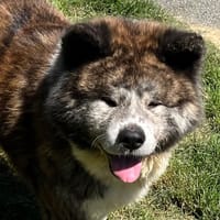 KENAÏ VAA, chien à adopter