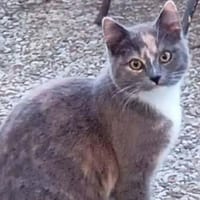 ALYA, chatte à adopter