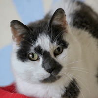 Christian, chat à adopter