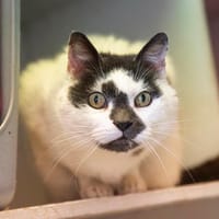 Christian, chat à adopter