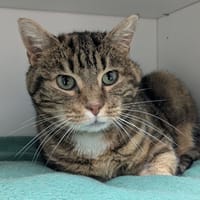 PATTOUNE, chatte à adopter