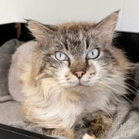 Chanoumi, chat à adopter