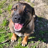 FABIO, chien à adopter