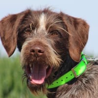 TENSHI (réservé), chien à adopter