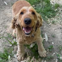 RIO, chien à adopter