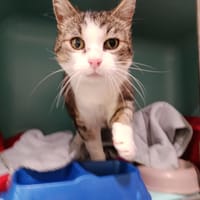 Cléo, chatte à adopter