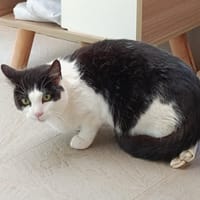 Perle, chatte à adopter