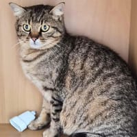 MAYA, chatte à adopter