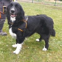 TAIKO, chien à adopter